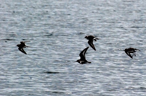 汽水の鳥＃２