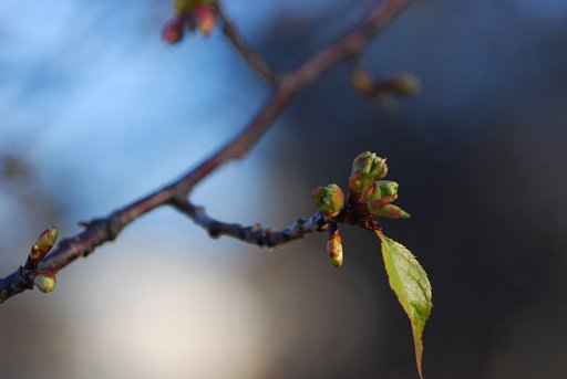 山桜