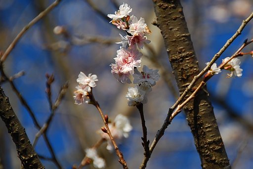 十月桜