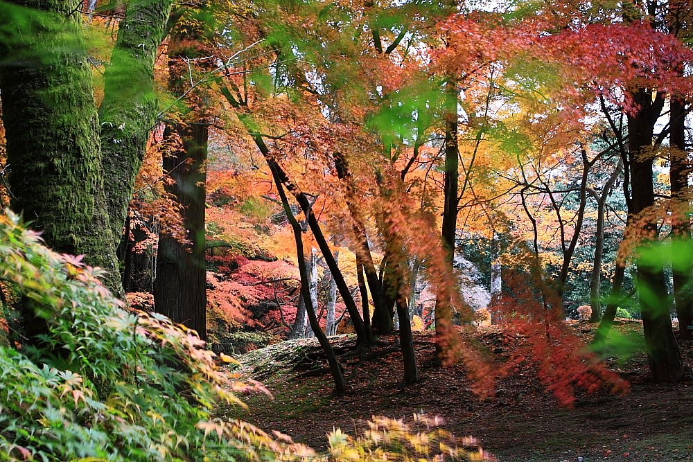 それぞれの紅葉
