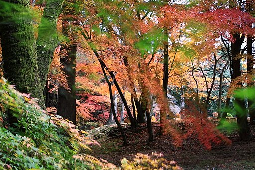 それぞれの紅葉