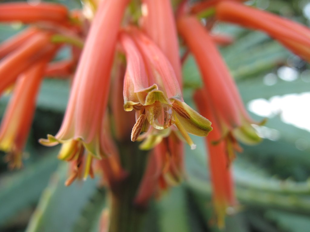 医者いらずの花