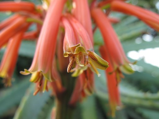 医者いらずの花