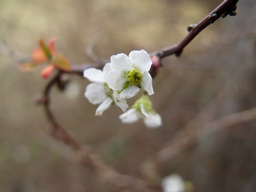 小さなちいさな花