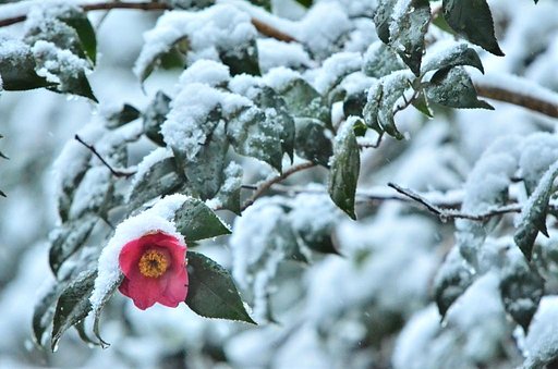 一転　雪椿