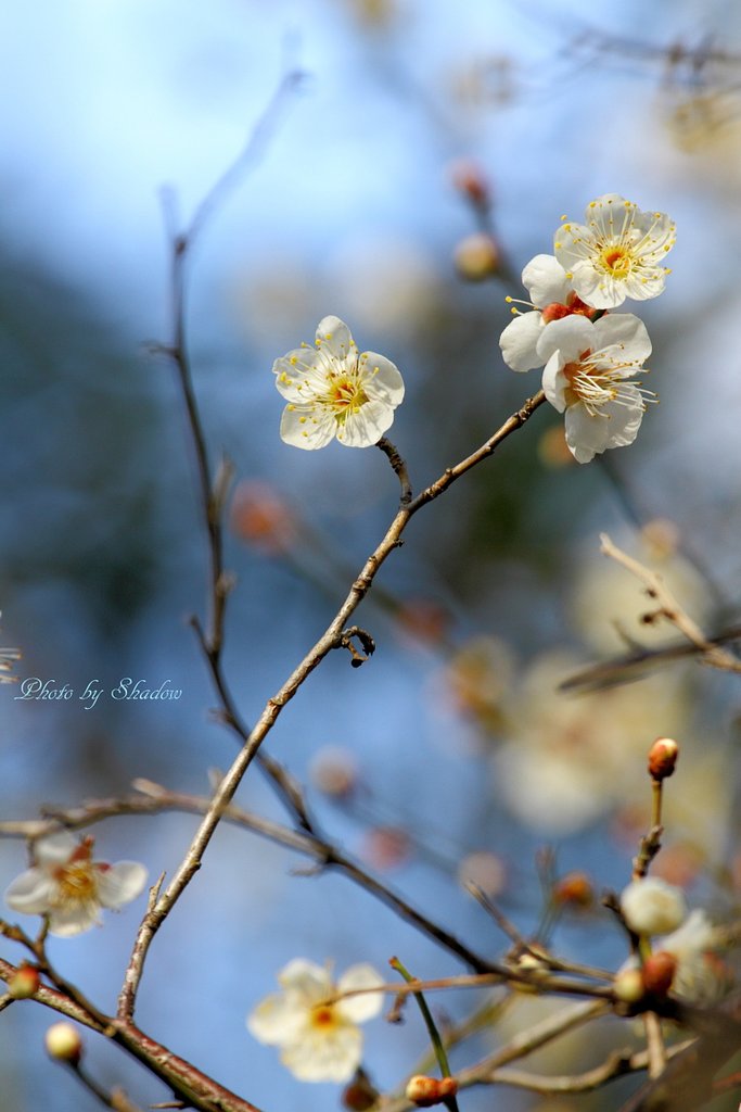 春の香り