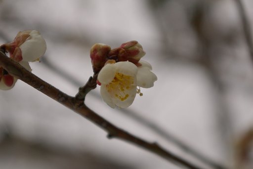 花と蕾!