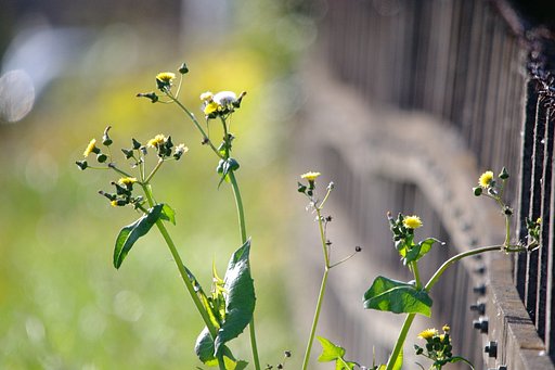 秋の野芥子