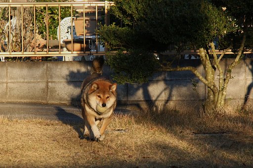 ボール遊び