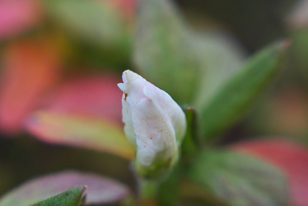 ヒラトツツジは開花しそうにありません。