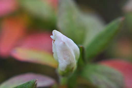 ヒラトツツジは開花しそうにありません。