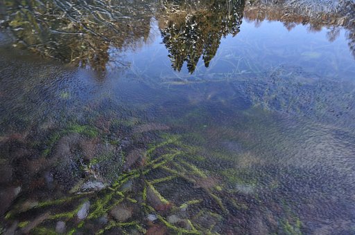 凍り始めた沼で