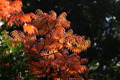 振り向けば紅く