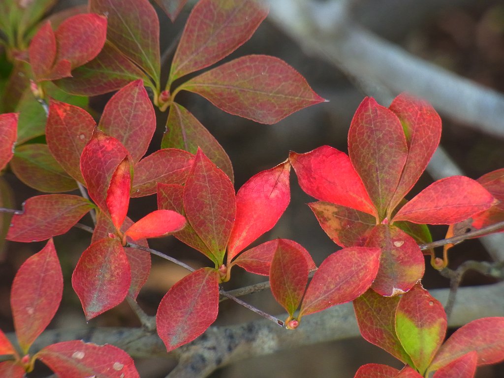ドウダンツツジの紅葉