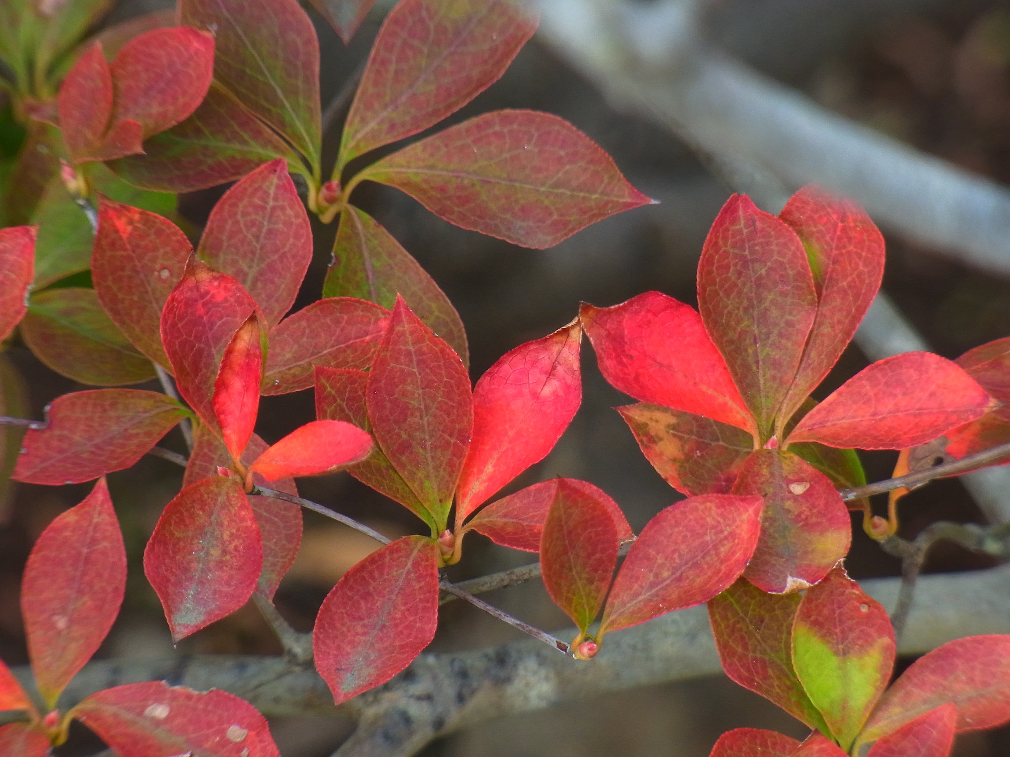 ドウダンツツジの紅葉