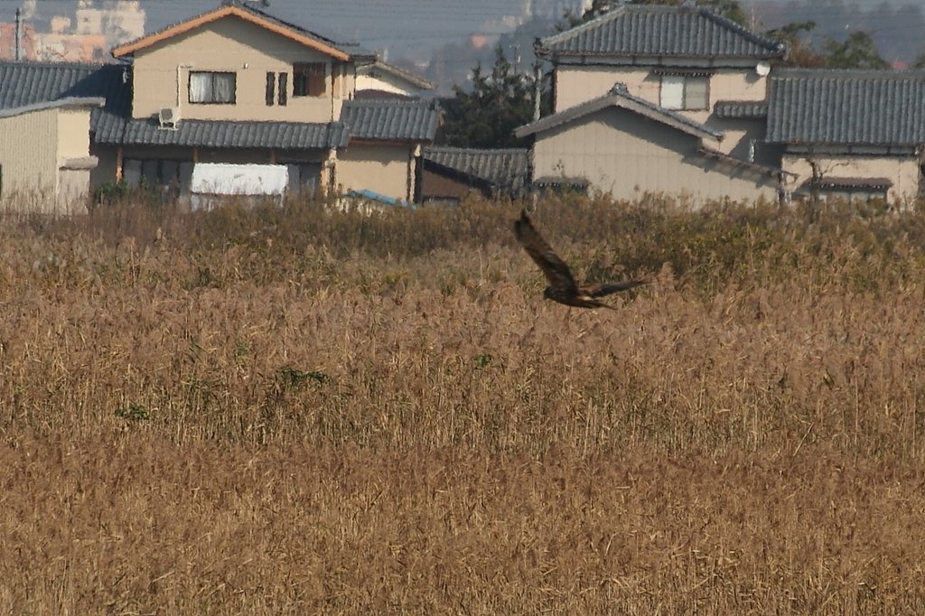 チュウヒ