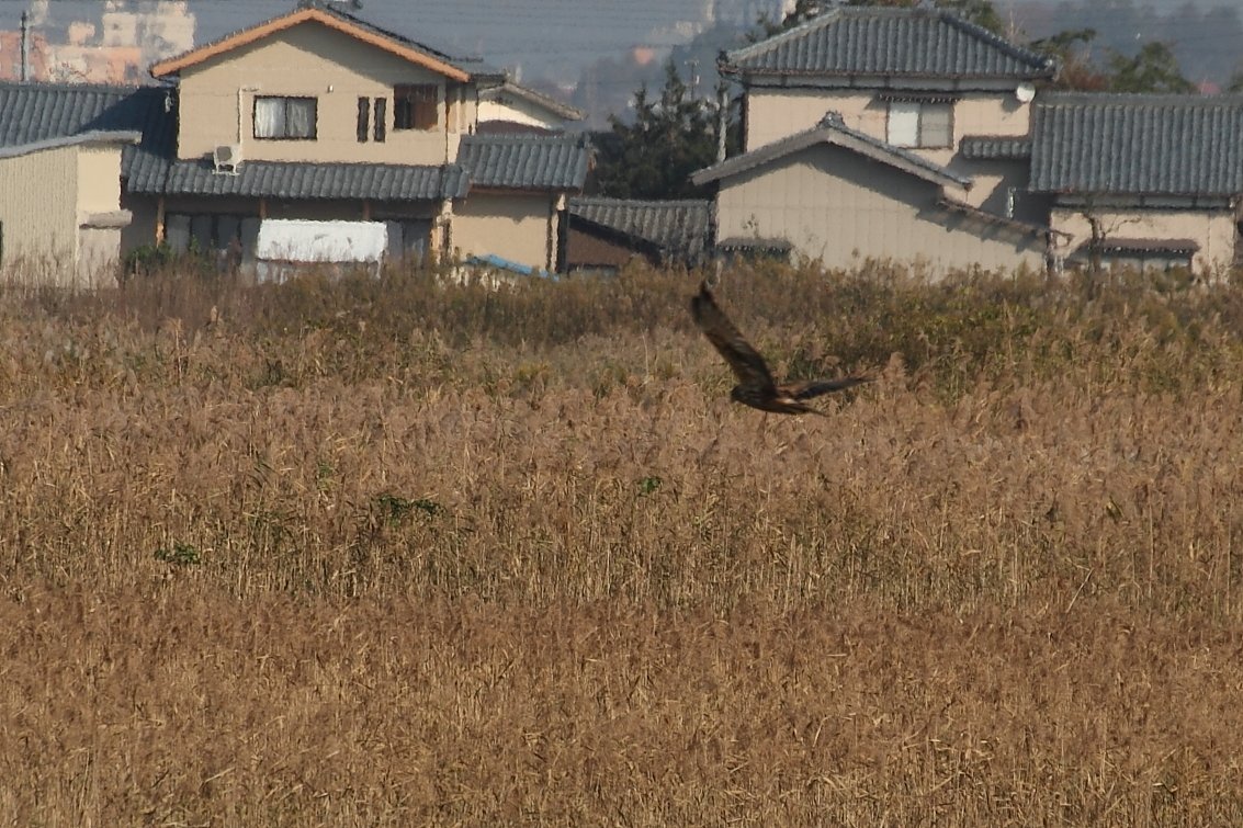 チュウヒ