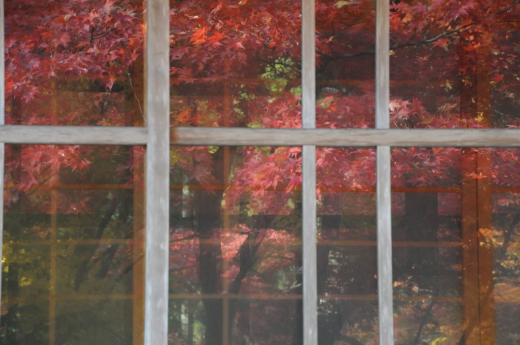窓に紅葉？