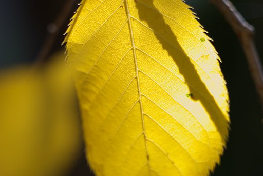 庭の紅葉