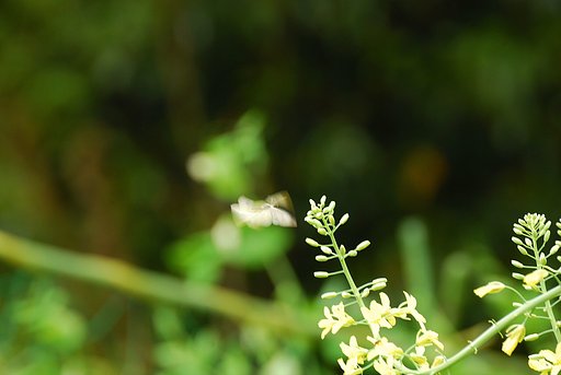 菜の花を求めて＃３
