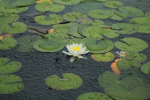 大雨に歓喜