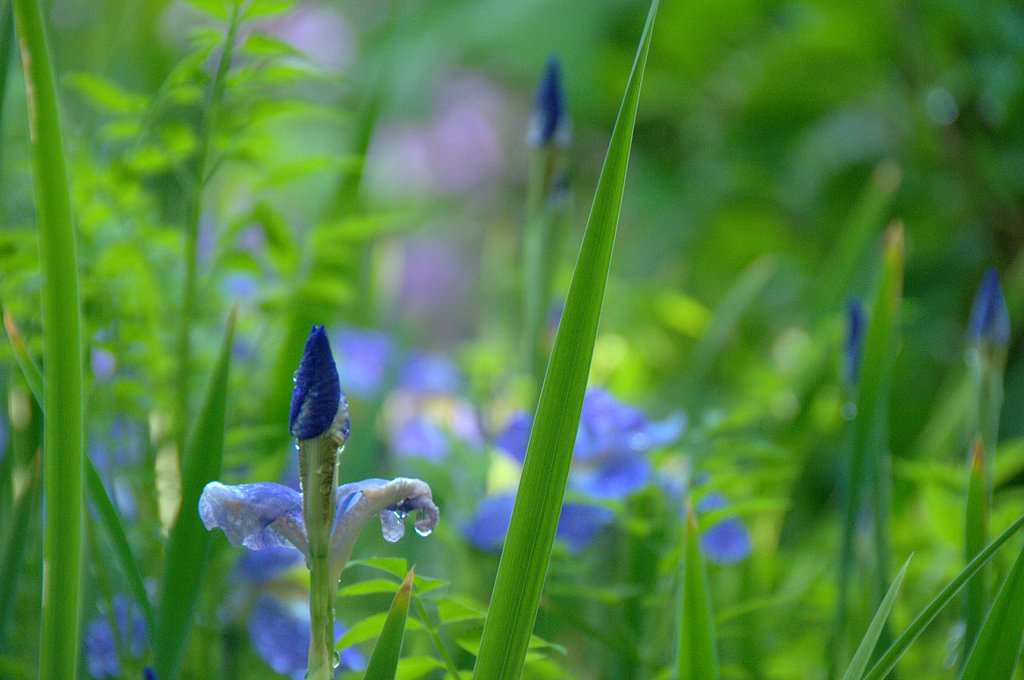 雨と花のつぼみ（あやめ？）