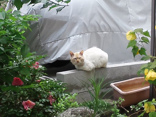 猫