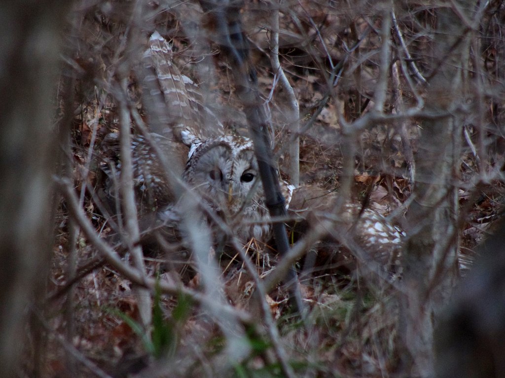 フクロウの狩り-その２