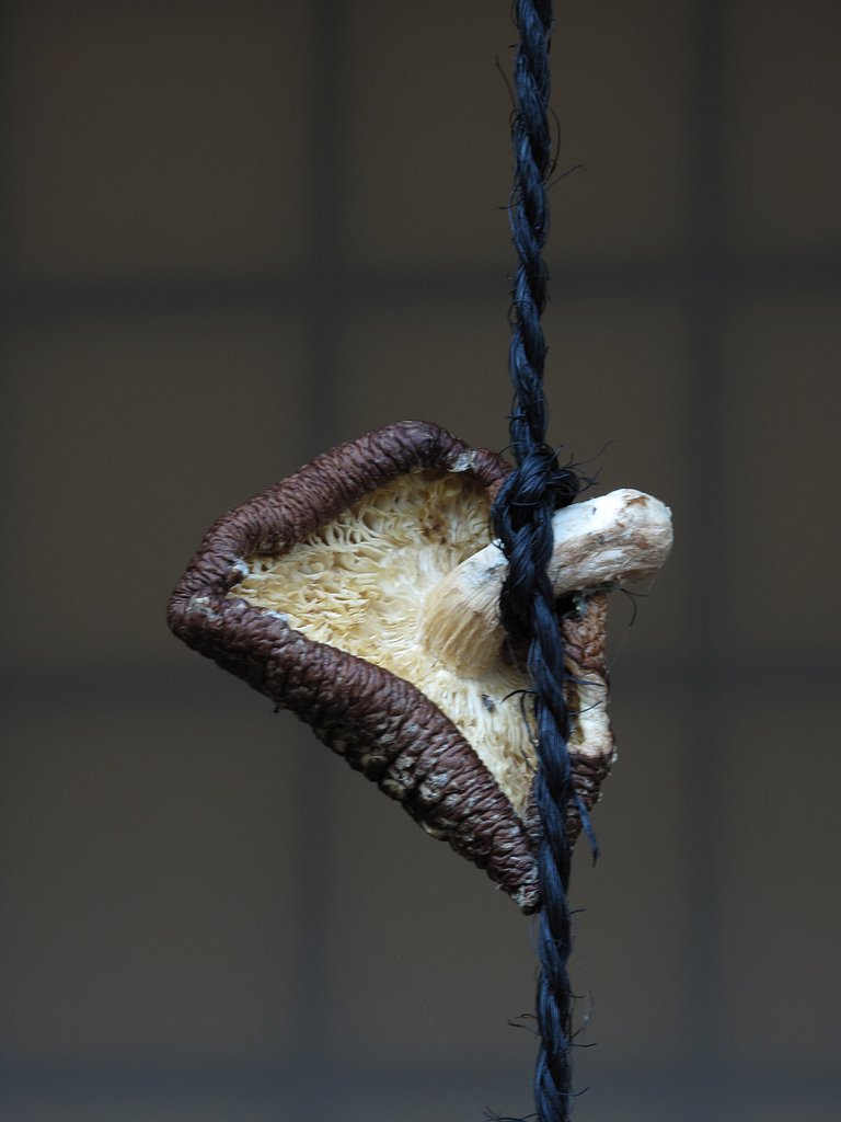 干し椎茸