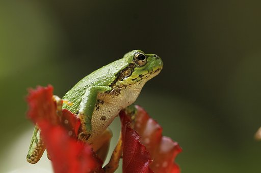 アマガエル