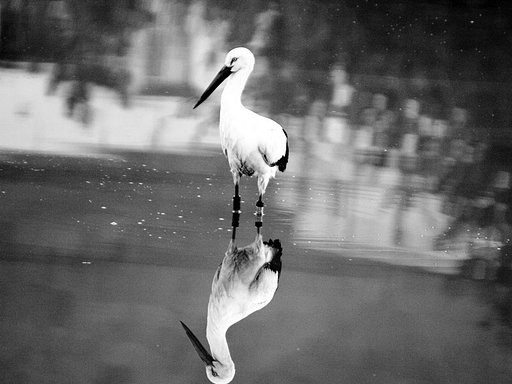 【モノクロ】コウノトリ