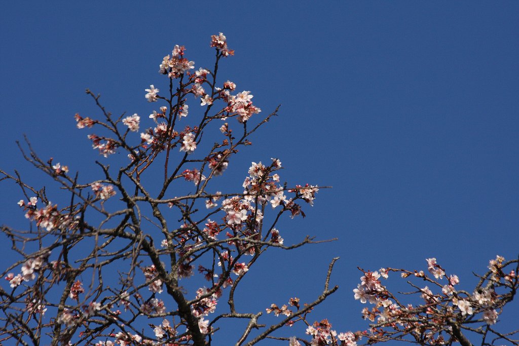 寒桜？