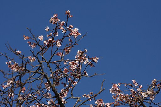 寒桜？