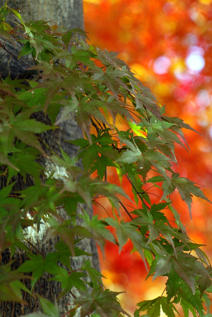 よその紅葉ばかり追っかけていたら