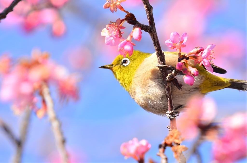 河津さくらにメジロ