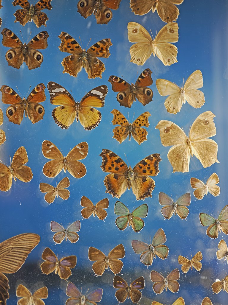 蝶の舞２