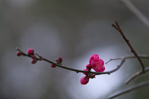 梅がそろそろ（赤）