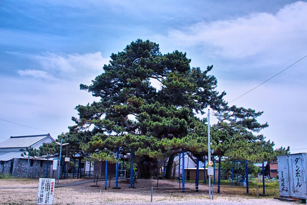 地蔵大松