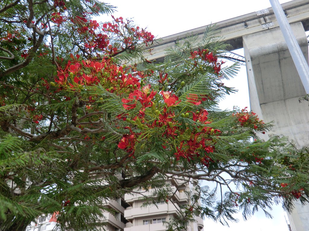 ホウオウボク（沖縄の植物１）