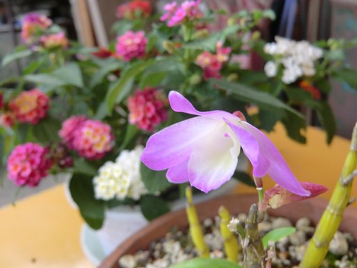 この花の名前を教えて下さい。