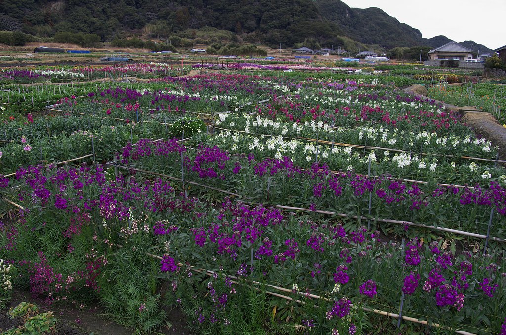 春の風景