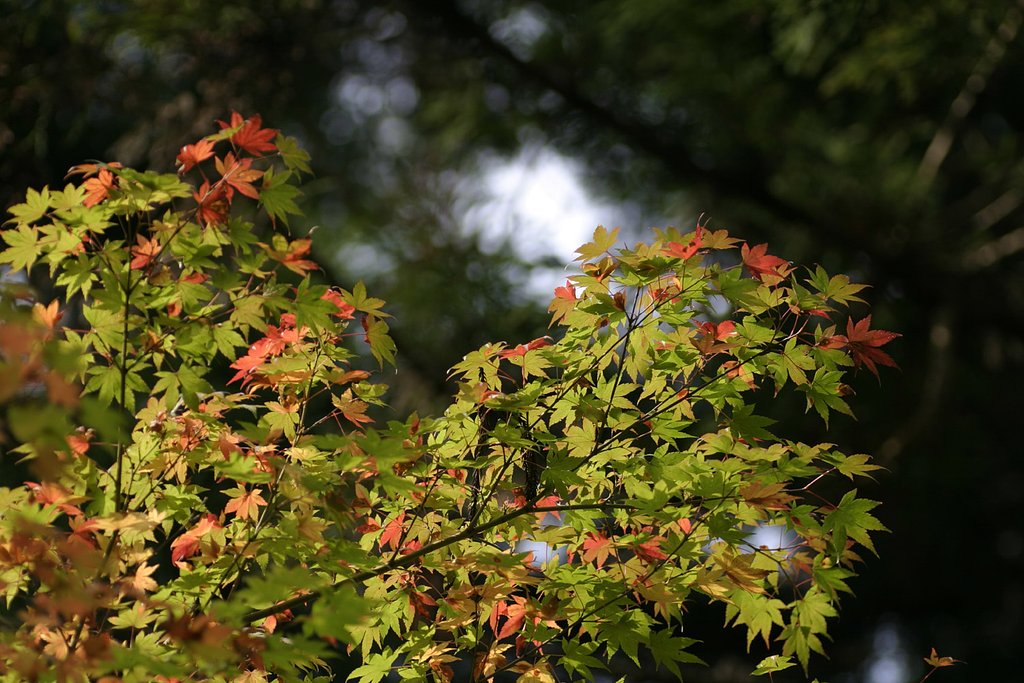 紅葉・・・・とまではいきませんが