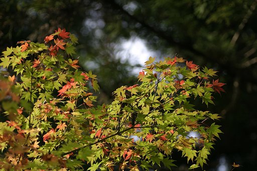紅葉・・・・とまではいきませんが