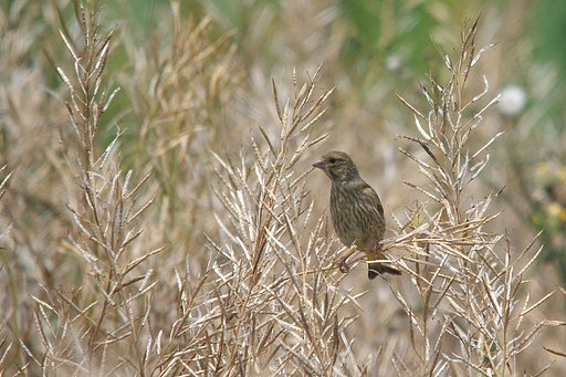カワラヒワ・・・幼鳥