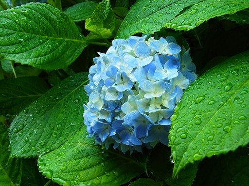 雨に濡れて