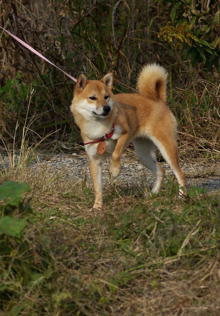 わんこ