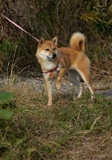 わんこ