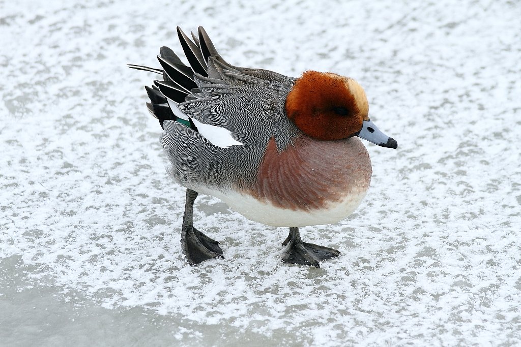 氷の上のヒドリガモ