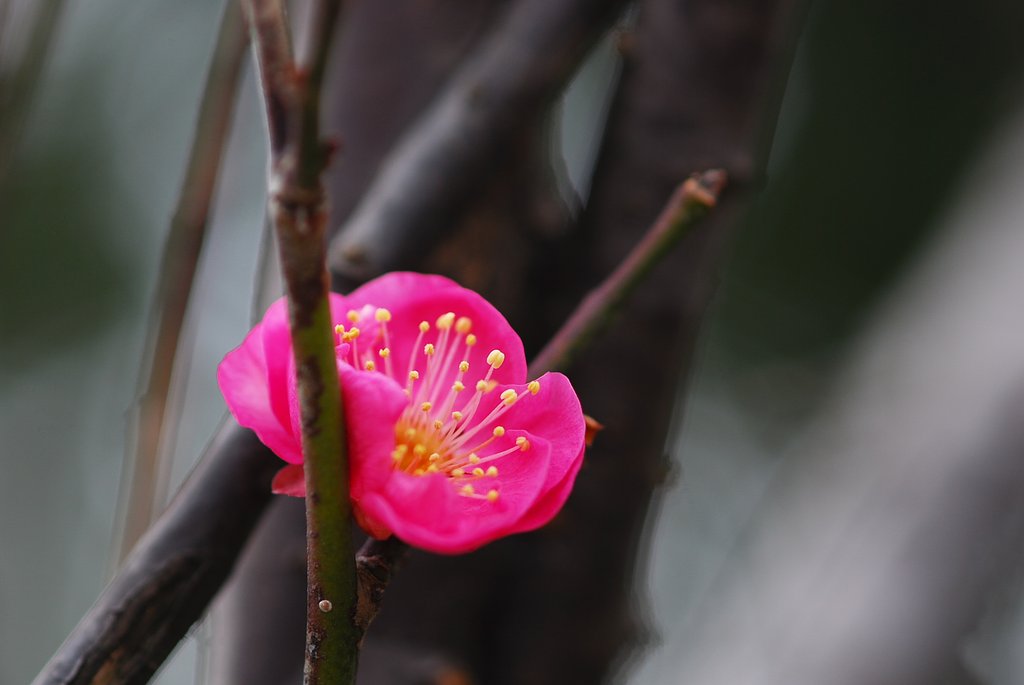 紅一点②