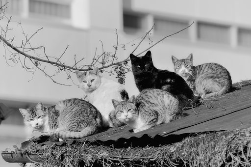【モノクロ】　餌を待つ野良にゃんこ
